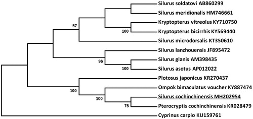 Figure 1. Molecular phylogeny of Silurus cochinchinensis and other teleost varieties based on complete mitogenome. The mtDNA sequences are downloaded from Genbank and the phylogenic tree is constructed using Neighbor-joining method with 1000 bootstrap replicates.