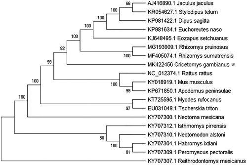 Figure 1. Neighbor-joining molecular phylogenetic tree of 19 species based on complete mitogenome sequences, with R. mexicanus as outgroup. The asterisk indicates the individual sampled in this study.