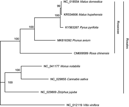 Figure 1. Phylogenetic tree of Prunus avium cv. ‘summit’ with other eight species belonging to Rosales. Tree was inferred from the complete mitochondrial genome sequences using the maximum likelihood method. Numbers in the nodes represent the bootstrap values from 1,000 replicates.
