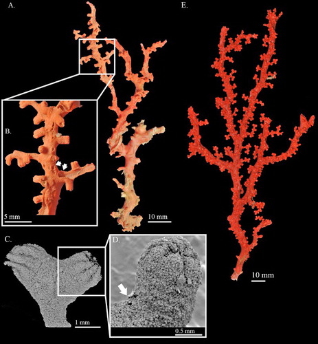 Figure 7. Hemicorallium aurantiacum sp. nov. (A)–(D) Holotype, MNHN-IK-2011-1580: (A) Front of colony; (B) enlargement of frontal colony, white arrows indicate the thickened cortex induced by polychaetes; (C) and (D) SEM of autozooids, white arrow indicates the apical pore of a siphonozooid; (E) paratype, USNM 1196454, front of colony.