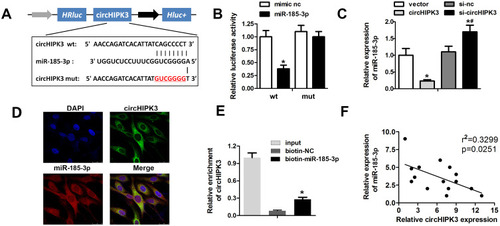 Figure 4 circHPIK3 act as a miR-185-3p sponge in cardiomyocytes. (A) Schematic representation of target site between circHIPK3 and miR-185-3p. (B) Luciferase reporter assay was carried out to verify whether miR-185-3p targets circHIPK3 in cardiomyocytes. (C) qRT-PCR analysis was used to detect the expression of miR-185-3p in different groups. (D) FISH assay with specific probes targeting miR-185-3p and circHIPK3 was performed to detect the co-localized miR-185-3p (red) and circHIPK3 (green) in cardiomyocytes. (E) RNA pull down assay with the specific probe of miR-185-3p was used to confirm the interaction between circHIPK3 and miR-185-3p. (F) Pearson correlation coefficient analysis indicated a negative correlation between circHIPK3 and miR-185-3p. *P<0.05 vs mimic nc, vector or biotin-nc group; #P<0.05 vs si-nc group. Scale bar=50 μm. Data are expressed as means±SD from three independent experiments.