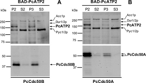 Figure 2. Analysis of membrane fractions of S. cerevisiae co-expressing PcATP2 with either PcCdc50B or PcCdc50A. Top panels, western blots revealed with the probe against the BAD. Bottom panels, western blots revealed with the HisProbeTM to detect the 10xHis tag. (A) membrane fraction co-expressing BAD-PcATP2 and PcCdc50B-His. (B) membrane fraction co-expressing BAD-PcATP2 and PcCdc50A-His. The bands corresponding to BAD-PcATP2, PcCdc50B-His and PcCdc50A-His are indicated. P2 and S2 are, respectively, the membrane pellet and the supernatant obtained after centrifugation at 20,000 × g. P3 and S3 are, respectively, the membrane pellet and the supernatant obtained after centrifugation at 125,000 × g. Each lane was loaded with the corresponding membrane fraction or supernatant containing 1 µg of total protein. Biotinylated S. cerevisiae proteins are also indicated: Acc1p: acetyl-CoA carboxylase, Dur1/2p: urea carboxylase, and Pyc1/2p: pyruvate carboxylase isoforms 1 and 2[Citation40].