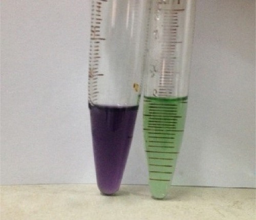 Figure 7 Solution color of DNR/Tet–PLGA–PLL–PEG–Tf-NPs (purple liquid) and DNR/Tet–PLGA–PLL–PEG-NPs (green liquid).