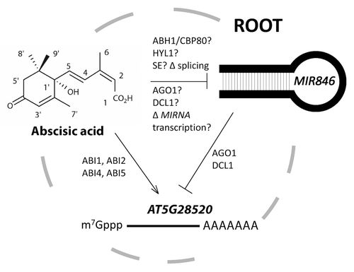 Figure 4. A model showing the possible interactions between RNAi pathways and MIR846, AT5G28520 and ABA in roots. A variant of miR846 is normally expressed that directs the post-transcriptional cleavage/repression of AT5G28520 in the absence of ABA; ABA induces the expression of AT5G28520 transcriptionally and simultaneously represses miR846 by directing alternative pri-miR846 splicing (Δ = change) and possibly modulating biogenesis through RNAi effectors known to impact ABA sensitivity by unknown mechanisms. AGO1 and DCL1 are known to act downstream of pre-miR846 hairpin biogenesis. Transcriptional repression (Δ) of MIR846 by ABA may also be involved.