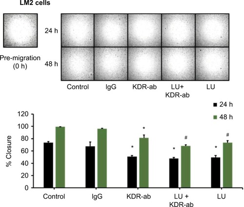 Figure 5 Blocking VEGF receptor-2 (KDR) inhibits MDA-MB-231 (4175) LM2 cell migration.