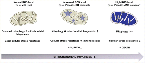 Figure 8. Stress-dependent role of mitophagy. In the wild type, coordination between mitophagy and mitochondrial biogenesis leads to a basal stress resistance under ‘normal’ ROS levels. When ROS is slightly increased as is demonstrated for example in the Pasod3 deletion mutant, mitochondrial function is partially impaired, leading to an induction of mitophagy and mitochondrial biogenesis to compensate impairments in ROS scavenging via a mitohormetic response. In contrast, when oxidative stress levels pass critical thresholds (e.g., Pasod3Δ treated with paraquat), mitophagy is further increased in response to enhanced mitochondrial impairments. In this situation mitophagy can no longer rescue the healthy phenotype and this leads to autophagic cell death.