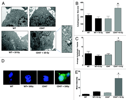 Figure 2. Deficiency of CD47 regulates autophagosome formation after IR. (A) Electron microscopy of Jurkat WT and CD47− 6 h post IR. (B) Autophagic vacuole (Av) size was measured from photographs taken from sections and measured using ImageJ software (n = 3 for each condition; Student’s t-test, *p < 0.05). (C) (Av) number was measured in sections of cells differentiating from lysosomal (L) structures (n = 3 for each condition, one-way ANOVA-Bonferroni post-test *p < 0.05). (D) Representative confocal microscopy images and quantification (E) of Jurkat WT and CD47− transfected with GFP-LC3 6 h post-IR.