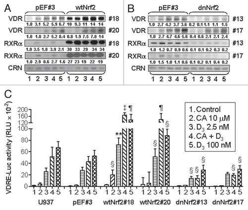 Figure 8 Modulation of VDR and RXRα protein levels and VDRE transactivation by stable expression of wtNrf2 or dnNrf2. The indicated clones of U937 cells (1 × 105 cells/ml) stably transfected with empty vector (pEF#3; A and B), wtNrf2 (A) or dnNrf2 (B) were treated with vehicle (control) or the agents indicated in (C), for 24 h. Whole cell lysates were analyzed by western blotting. Calreticulin (CRN) was used as a protein loading control. Representative blots of three similar experiments are shown. The identification numbers of wtNrf2 and dnNrf2 clones are indicated next to the corresponding blots. Note that the exposure of the RXRα blot from dnNrf2 #13 cells (B) to X-ray film was longer than in the rest of the RXRα blots (A and B) in order to allow visualization of lower RXRα expression in this dnNrf2 clone compared to that in the pEF #3 clone. (C) VDRE-Luc reporter activity was determined in untransfected U937 cells (U937) and in the indicated stable clones following transient transfection with VDREx6-Luc and Renilla luciferase and treatment with vehicle (control) or indicated test agent for 24 h. The relative VDRE-Luc activity (means ± SE) was calculated from the data of three individual experiments performed in triplicate. The treatment groups in (A and B) are designated “1” to “5” as indicated in (C). §p < 0.05; ¶p < 0.01 and ‡p < 0.001 versus corresponding values of the pEF#3 cells.