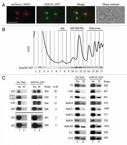 Figure 2 Nop19p is a nucleolar protein associated with preribosomes. (A) Subcellular localization of Nop19p. Yeast strain expressing Nop19p-YFP and mCherry-Nop1p were grown exponentially and cell samples were used for fluorescence microscopy analysis. (B) Sedimentation profile of Nop19p on a sucrose gradient. A total extract prepared from NOP19::TAP cells growing exponentially was sedimented through a sucrose gradient and 17 fractions were collected. The corresponding A254 profile is displayed with the characteristic annotated peaks. Each fraction was TCA precipitated and Nop19-TAP was detected by western blotting using PAP antibodies. (C) Nop19p co-immunoprecipitates with 35S and 23S pre-rRNAs. Northern-blot analysis of (pre-)rRNAs coprecipitated with TAP-tagged version of Nop19p (lanes 3–4 and 7–8) or from control experiments using extracts of cells lacking a tagged protein (lanes 1, 2, 5 and 6). Immunoprecipitation was performed on cell extracts using IgG-Sepharose. RNAs were extracted from the pellet after precipitation (lanes IP) or from total cell extract (lanes Tot) corresponding to 10% of the input used for the immunoprecipitation reactions. Following separation, RNAs were transferred to a nylon membrane and hybridized with anti-sense oligonucleotides corresponding to various (pre-) rRNAS and snoRNAs.