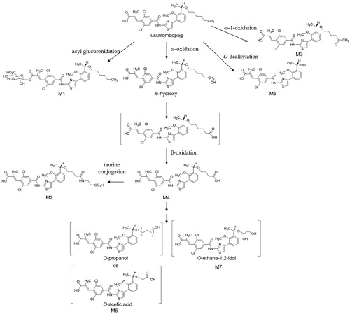 Figure 4. Postulated metabolic pathways of lusutrombopag in humans.