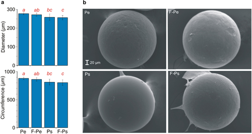 Figure 1. (a) Selected parameters characterising the surface of the MP: diameter and circumference at the end of the experiments (mean ± 1SD) in all of the treatments. Statistically significant differences between treatments are denoted with different letters, (b) SEM images of MPs at the end of the experiments in all of the treatments. Magnification ×400.