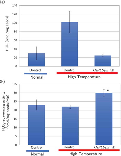 Figure 2. Accumulation of H2O2 (a) and ROS-scavenging activity (b) in developing grain grown in normal or HT conditions. Each plant was grown in a greenhouse in normal conditions (27°C/25°C) before flowering and then, it was grown under normal or high temperature conditions (33°C/29°C). Each test sample was harvested at 10 DAF. (a) H2O2 was analyzed in the grains using the luminol chemiluminescence method. Values represent averages of triplicate experiments of three individual plants, and the error bars indicate SD. (b) The catalase-like activity was analyzed using H2O2 as a substrate. The values represent the average of triplicate experiments of three individual plants, and the error bars indicate SD. The symbol indicates a significant difference from the control plants at the 0.2% level.