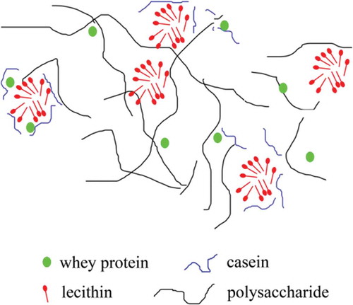 Figure 7. A polymer composed of proteins, lecithin micelles and polysaccharides that is beneficial for stable emulsion structure.