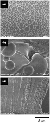 Figure 5. The morphologies of the 3.6-mol% SpMA copolymers with different MMA ratios; (a) BC-21, (b) BC-22 and (c) BC-23.