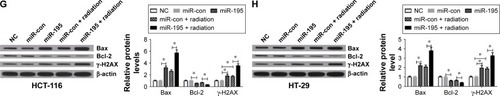 Figure 2 miR-195 mediates radiosensitivity of CRC cells.