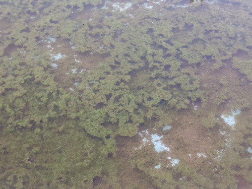Figure 3. Algal bloom in stagnant water.