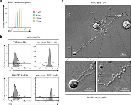 Figure 1. Monitoring the size distribution of ApoBDs. (a) Histogram plots of 4 μm, 6 μm, 10 μm and 15 μm polystyrene microspheres, monitored in forward scatter (FSC) by flow cytometry. (b) A5Intermediate/High apoptotic bodies (ApoBDs) and apoptotic cells generated from THP-1 and LIM1215 cells 4 h post-UV irradiation. Events were distributed into size ranges (μm) of <4, 4–6, 6–10, 10–15 and >15 based on bisector tool analysis of polystyrene microspheres in (a), using FlowJo software. Data are representative of two independent experiments. (c) Live differential inference contrast (DIC) microscopy image of a THP-1 cells undergo apoptotic cell disassembly. THP-1 cells were induced to undergo apoptosis by UV irradiation and generate ApoBDs predominately via the fragmentation of beaded apoptopodia. Scale bar, 5 or 10 μm as indicated. Data are representative of at least three independent experiments.