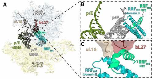 Figure 7. Binding of RRFmt on the post-termination mitoribosome is stabilized by large subunit interactions and is not compatible with tRNA in the p/P state. (A) RRFmt (teal/light blue/light green) bound to the 55S ribosome (PDB 6NU2) with p/E-tRNA (olive) and p/P-tRNA (gray) shown (PDB 7NSJ and 7NSI respectively) [Citation112,Citation116]. (B) Domain I of RRFmt is not compatible with tRNA bound in the p/P state. (C) The N-terminal extension (NTE) of RRFmt exhibits stabilizing interactions with large subunit mitoribosomal proteins uL16 and bL27 (tan and brown respectively).