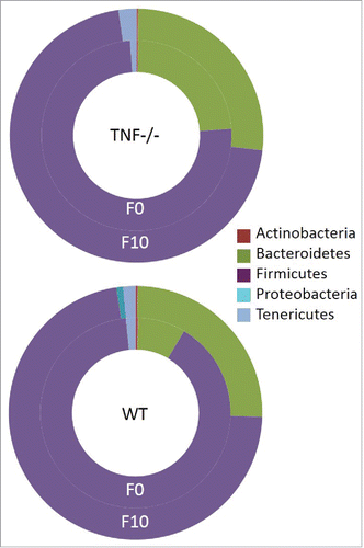 Figure 2. Phyla level comparisons of relative proportion of bacterial in fecal sample of WT and Tnf −/− mice at the beginning (F0) versus end (F10) of acute TNBS treatment. Phyla SR1 and other Bacteria not illustrated because of low proportions (<0.04%).