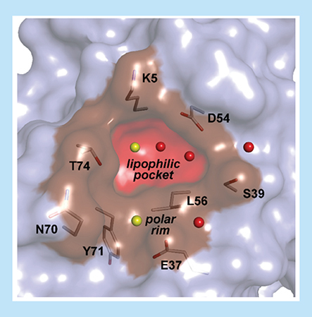 Figure 3. The lipophilic hot spot of switch I/II.SI/II-pocket with the relevant crystallographic water molecules and amino acids in the small lipophilic pocket and the shallow polar rim surrounding the small cavity.