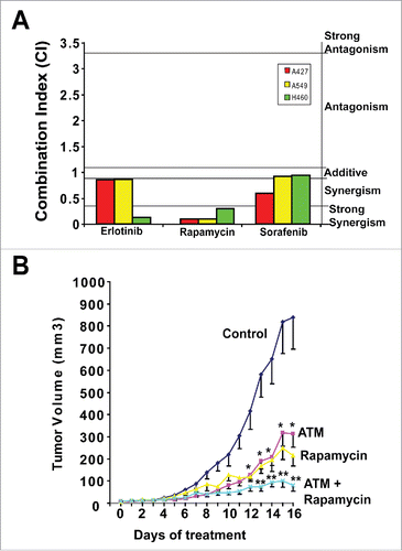 Figure 2. ATM and rapamycin exhibit synergistic growth inhibitory activity against KRAS LADC. (A) Combination Index (CI) analysis of ATM combined with Erlotinib, rapamycin and sorafenib for inhibition of anchorage independent growth of KRAS LADC cells. (B) Combined ATM and rapamycin significantly inhibits growth of H460 KRAS LADC xenograft tumors. Mice were treated with ATM (60 mg/kg/day) and/or rapamycin (5 mg/kg/day) or diluent alone (control). Mean +/− SE is plotted. n = 8–9/group. *p < 0.05 versus control; **p < 0.05 vs. rapamycin or ATM alone.