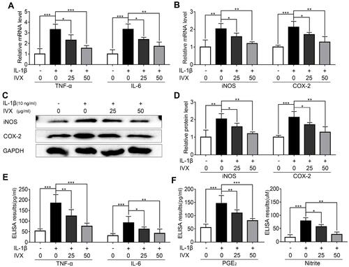 Figure 4 IVX modulation of pro-inflammatory factors in IL-1β-exposed chondrocytes. (A, B) PCR analysis of inflammation-related transcripts. (C) Evaluation of inflammation-related protein expression, using Western blot. (D) Quantification of the protein expression using Image J software. (E, F) Detection of inflammation-related protein expression, using ELISA. Data presented as average ± SD of 3 separate examinations. *p < 0.05, **p < 0.01, ***p < 0.001.