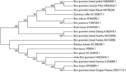 Figure 1. Phylogenetic relationship of mitochondrial genomes of 17 close species using the neighbor-joining (NJ) method. The result was validated by 1000 bootstraps.