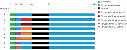 Figure 1 Representation of experimental protocol. Rats were randomly divided into eight groups with 20 animals per group. (A) Control group; (B) 1 μM picroside II pretreatment group; (C) 10 μM picroside II pretreatment group; (D) 100 μM picroside II pretreatment group; (E) 100 μM picroside II pretreatment+wortmannin group; (F) 100 μM picroside II pretreatment+L-NAME group; (G) wortmannin control group; and (H) L-NAME control group.