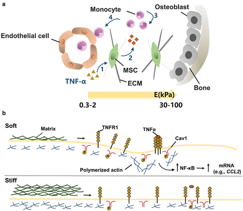 Figure 9. The effect of matrix stiffness on the immunomodulation of MSC. (A) Schematic of the effect of matrix stiffness on the immunomodulation of MSC. Under inflammatory conditions, ECM stiffness affects (1) the activation of MSC by inflammatory factor TNFα, and stimulates MSC to produce paracrine factors, thus affecting (3) the recruitment and (4) transport of monocytes. In bone marrow, the ECM near the endothelial cell region is softer (Young’s modulus E = 0.3–2 kPa), while the ECM near osteoblast region is stiffer (E = 30–100 kPa). (B) Mechanism of matrix stiffness regulating TNFα binding to cell surface. The soft matrix mediates the redistribution of actin polymerizations, and TNFα stimulates lipid rafts to promote TNFR 1 aggregation, thereby enhancing downstream gene expression. However, on stiff matrix, actin polymerization was reduced, hindering the binding of TNFα to cell surface TNFR 1.