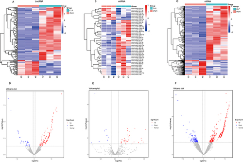 Figure 3 Differentially expressed lung tissue exosomal lncRNAs, miRNAs and mRNAs in sepsis-induced acute lung Inflammation. (A–C) Heatmaps of lncRNA, miRNA and mRNA according to the value of |logFC|, in the Sham and CLP group. (D–F) Volcano maps of differentially expressed lung tissue exosomal lncRNAs, miRNAs and mRNAs (DEGs). Blue pixels indicate decreased gene levels in the indicated sample, whereas red pixels indicate increased abundance. S2, S3 and S4 are three biological duplicate samples of Sham group, and C1, C2 and C3 are three biological duplicate samples of CLP group.