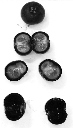 Figure 1 Photograph of the Kokum fruit and separated rind from seeds.
