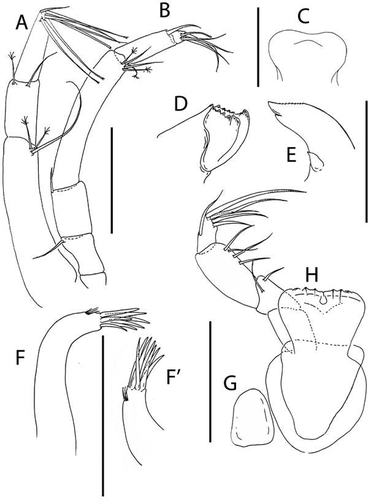 Figure 41. Pseudotanais discoveryae sp. nov., (a), antennule; (b), antenna; (c), labrum; (d), left mandible; (e), right mandible; (f), maxillule; (f′), maxillule endite, distal; (g), maxilla; (h), maxilliped. Scale lines = 0.1 mm