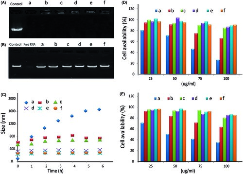 Figure 2. The gel retardation, cytotoxicity and stability assay of PEI/dsRNA-p21 binary complexes and various HA/PEI/dsRNA-p21 ternary complexes. (A) Condensation ability. (B) Protection capability against RNase. (C) The size of different complexes in physiological salt condition was determined by DLS. Error bars represent means ± SD for n = 5. (D) The effect of HA dosage on Lovo cell viability of different complexes were evaluated by MTT. (E) The effect of HA dosage on 293 T cell viability of different complexes were evaluated by MTT. Error bars represent means ± SD for n = 5. a represents PEI/dsRNA-p21 at weight ratio of 1:1; b represents HA/PEI/dsRNA-p21/at HA/PEI weight ratio of 1; c represents HA/PEI/dsRNA-p21/at HA/PEI weight ratio of 2; d represents HA/PEI/dsRNA-p21/at HA/PEI weight ratio of 4; e represents HA/PEI/dsRNA-p21/at HA/PEI weight ratio of 6, f represents HA/PEI/dsRNA-p21/at HA/PEI weight ratio of 8; and g represents HA/PEI/dsRNA-p21/at HA/PEI weight ratio of 10.