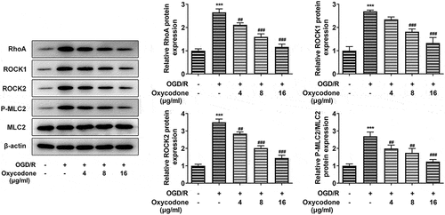 Figure 4. Oxycodone decreased the expressions of RhoA/ROCK/MLC2 in OGD/R-induced brain microvascular endothelial cells. The expressions of RhoA, ROCK1, ROCK2, P-MLC2 and MLC2 were measured using Western blot. ***P < 0.05 vs. control; ##P < 0.01 and ###P < 0.001 vs. OGD/R.