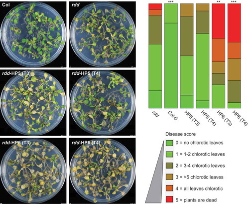 Figure 4. Knockdown of DME expression in rdd increases susceptibility to Fusarium oxysporum infection. Left panel: plants infected with Fusarium for 8 days at 23°C on sucrose-free MS medium. Right panel: histogram showing disease score based on the number of chlorotic leaves in each plant. Disease scoring was carried out in biological triplicates using 20–30 plants per replicate. The diagram was drawn using the software at https://github.com/wangqinhu/aid. Significance testing was performed using the Wilcox test: **p < 0.01, ***p < 0.001.