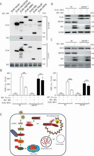 Figure 7. HFE interaction with SQSTM1 facilitates MAVS autophagic degradation. (A) HFE interaction with SQSTM1 but not CALCOCO2, NBR1, NIX, TOLLIP and OPTN. HEK293T cells were transfected with vectors encoding MYC-HFE and indicated Flag-tagged cargo receptors, followed by co-immunoprecipitation with anti-FLAG antibody and immunoblot analysis with anti-MYC antibody. (B and C) MAVS degradation via SQSTM1. WT and SQSTM1 KO (−/-) 293 T cells were transfected with only MYC-HFE or FLAG-MAVS and MYC-HFE plasmids. Cell lysates were subjected to immunoblot analysis. (D) Luciferase assay of IFNB1 or ISRE. HEK293T WT and SQSTM1 KO cells were co-transfected with the IFNB1 or ISRE reporter plasmid together with MAVS in the presence or absence of HFE plasmid. Data are representative of at least three independent experiments, and differences between the experimental and control groups are determined by 2-way ANOVA (**p < 0.01, ***p < 0.001). (E) A proposed working model to illustrate how HFE negatively regulates type I IFNs signaling during RNA virus infection.