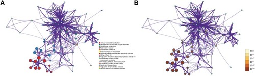 Figure 9 Network of enriched terms: (A) Colored by cluster ID; (B) Colored by p-value (Metascape).