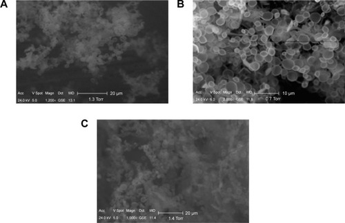 Figure 2 Scanning electron micrograph of the microbubble suspension before (A), immediately after freeze-drying (B), and after redispersion in distilled water (C).