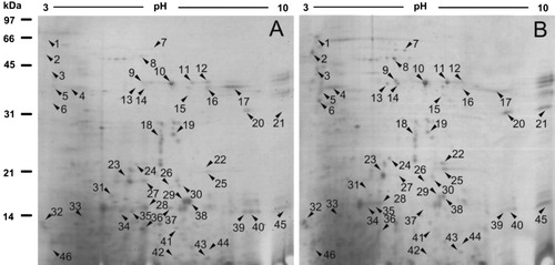 Figure 1. 2-DE protein maps of roots from Arabidopsis thaliana WT and its salt-tolerant mutant. (A) The 2-DE protein patterns of Arabidopsis thaliana wild-type root; (B) The 2-DE protein patterns of Arabidopsis thaliana salt-resistant mutant root (the spots marked by numbers indicate that over 2 times differential root proteins between Arabidopsis thaliana WT and salt-resistant mutant).
