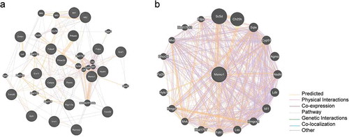 Figure 8. Protein-protein interaction analysis.Node represents protein; edge represents interaction between proteins; size of the node is proportional to degree of this node (degree of the node is defined as amount of proteins that interact with this node). For interpretation of the references to color in this figure legend. (a) Protein-protein interaction network of differentially expressed genes. Showing 20 related genes, with 38 total genes, and 542 total links. (b) Protein-protein interaction network between MSMO1 and eligible molecules. Showing 20 related genes, with 21 total genes, and 875 total links.