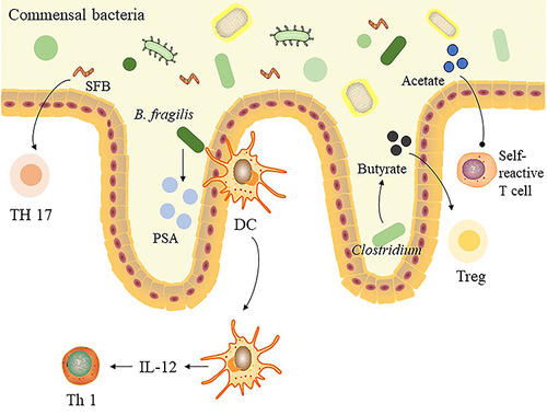 Figure 2 Communication between intestinal microbiota and immune cells.