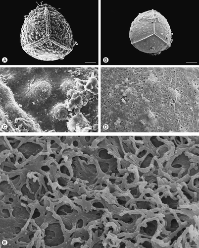 Figure 3. Scanning electron microscopy (SEM) images of Isoëtes histrix megaspores. A. Proximal view, untreated megaspore. B. Proximal view, after treatment with hydrofluoric acid (HF), which removed the siliceous coating. C. Detail of the surface, untreated megaspore. D, E. Detail of the megaspore surface after HF-treatment. Scale bars – 100 μm (A, B), 10 μm (C, D), 1 μm (E).