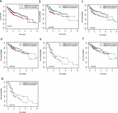 Figure 1. Elevated RBM25 predicated poor clinical outcome in HCC patients. Overall survival curve of high and low expression of RBM25 in (a) all HCC patients, (b) male patients, (c) N0 stage patients, (d) pathological stage I/II patients, (e) pathological stage III/IV patients, (f) T I/II stage patients, and (g) T III/IV stage patients