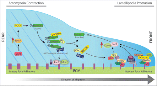 Figure 1. Schematic representation of the effects of RhoGEFs on focal adhesion dynamics and cell migration. Cell migration requires the coordinated spatiotemporal regulation of cell adhesion, protrusion, and contraction. Different GEFs such as βPix, DOCK180, and Tiam1 are required at the cell front for lamellipodial protrusion and rapid nascent adhesion turnover. Following stimulation, βPix, DOCK180, and Tiam1 are recruited to nascent adhesions through their interaction with kinases and adaptor proteins to form signaling complexes that control the local activation of Rac1 (GIT/βPix/PAK, p130Cas/DOCK180/CrkII, Talin/Tiam/Par complex). Rac1 activation induces the assembly of dendritic actin networks by polymerizing actin filaments at the leading edge to push the membrane forward. At the cell rear, RhoA-mediated activation of ROCK induces phosphorylation of myosin light chain, which promotes the assembly of actin-Mysoin II (MII) filaments. After MII becomes active, it interacts with βPix, DOCK180, and Tiam1 colocalizing along the actin stress fibers. When in complex with MII, all three GEFs are catalytically inactive. Thus, increased activation of MII results in large actin bundles, large and stable adhesions, decreased signaling to Rac/Cdc42, and decreased protrusion. Inactivation of MII stimulates the release of the GEFs and activation of Rac1 and Cdc42. The resultant Rac1 activation further inactivates MII, thus forming a positive feedback loop, which contributes to persistence of directional migration.