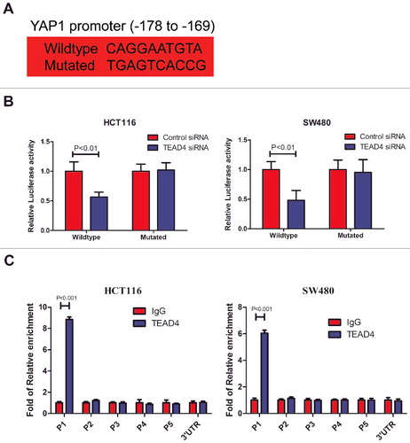 Figure 5. TEAD4 transcriptionally activates YAP1. (a) The predicted TEAD4-binding sequence (−178 to −169) in YAP1 and its mutated variant (both sequences indicated) were respectively inserted into a luciferase reporter and analyzed for their responses to TEAD4. (b) Relative expression of WT and TEAD4-binding motif mutant YAP1 promoter-driven luciferase reporters in HCT116 or SW480 cells transfected with control siRNA or TEAD4 siRNA. (c) ChIP analysis of TEAD4 binding to the YAP1 promoter in the HCT116 or SW480 cells. qPCR was performed with primer specific to regions round the TEAD4-binding motifs (P1) and four control region (P2, P3, P4, P5 and YAP1 3′UTR).