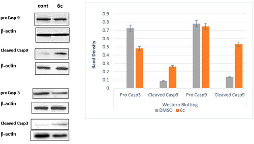 Figure 10. Impact of compound 6c on expression of active Caspase 3 and Caspase 9 levels in HL-60(TB) cancer cells.