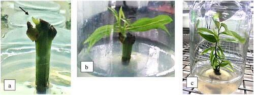 Figure 2. Response of gerunggang explant in vitro: bud break from gerunggang explant initiation (a), shoot initiation, 1 month after bud break (b), and elongation shoot initiation after 6 months (c).