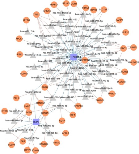 Figure 6 Competing endogenous RNA regulatory network in the present study.