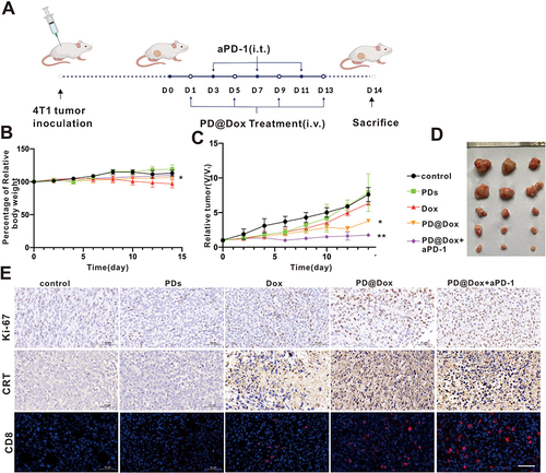 Figure 7 PD@Dox mediated combination tumor therapy in vivo. (A) Therapeutic schedule of PD@Dox+aPD-1 in 4T1 tumor-bearing mice. (B and C) The Relative body weights and relative tumor volume changes of tumor-bearing mice after different treatment processes. (D) Representative tumor photographs of tumor-bearing mice after different treatments. (E) Ki67 and CRT expression, as well as intratumoral infiltration of CD8+ T cells of tumor-bearing mice as after different treatment processes, respectively (scale bar: 50 μm). *P<0.05, **P<0.01.