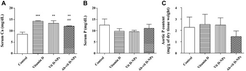 Figure 7 Effect of vit. D-NPs and Ab-vit. D-NPs on serum calcium, phosphate, and aortic phosphate content. C57BL/6 mice received intraperitoneal (i.p.) injection daily of 1α, 25(OH)2D3, vit. D-NPs, and Ab-vit. D-NPs (0.002 μg/g BW of vitamin D3) (n=3 in each group). Mice received daily i.p. instillation of phosphate-buffered saline (PBS) in the control group. Blood samples and aorta tissue samples were taken after 21 days. (A) In the Ab-vit. D-NPs group, the hypercalcemia side effect was significantly lower than the vitamin D group. (B) No significant difference was found in the serum phosphate of the different groups. (C) The aortic phosphorus content showed a trend, though no significant difference of Ab-vit. D-NPs alleviating aortic phosphate deposition. (Data are represented as mean ± SD, n=3; **P<0.01, ***P<0.001, compared with the control group; ###P<0.001, compared with the vitamin D group).